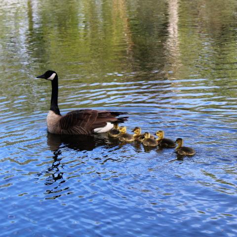 Birds in pond 